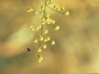 Biennial wormwood