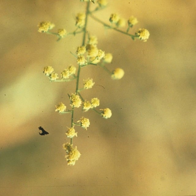 Biennial wormwood