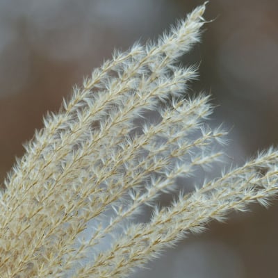 Miscanthus sinensis — flower