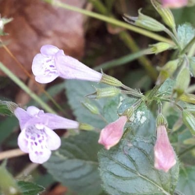 Clinopodium grandiflorum — flower