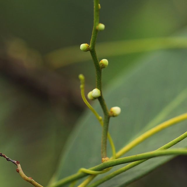 Cassytha filiformis — flower