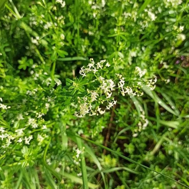 Galium album — flower