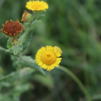 Pulicaria vulgaris — flower