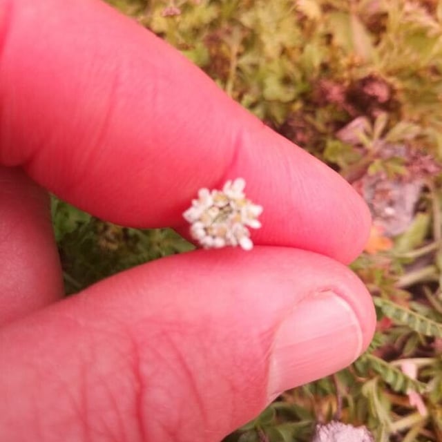Teesdalia nudicaulis — flower
