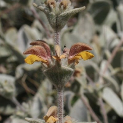 Phlomis crinita — flower