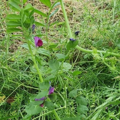 Vicia narbonensis — flower