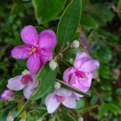Rhodomyrtus tomentosa — flower
