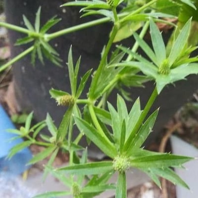 Eryngium foetidum — flower
