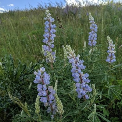 Lupinus argenteus — flower