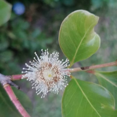 Psidium cattleianum — flower