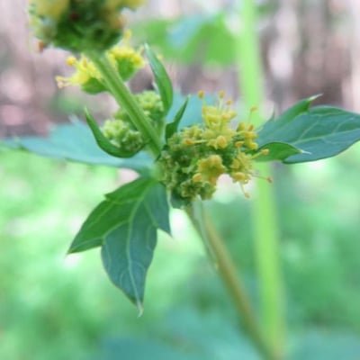 Sanicula crassicaulis — flower