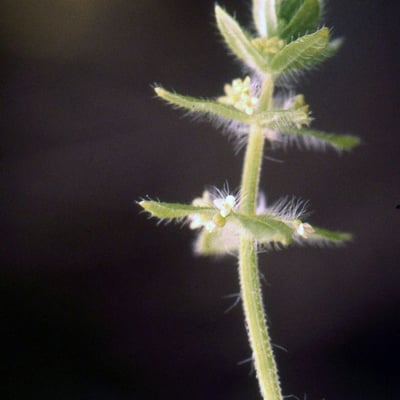 Cruciata pedemontana — flower