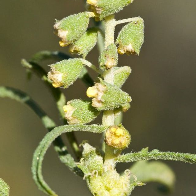 Ambrosia psilostachya — flower