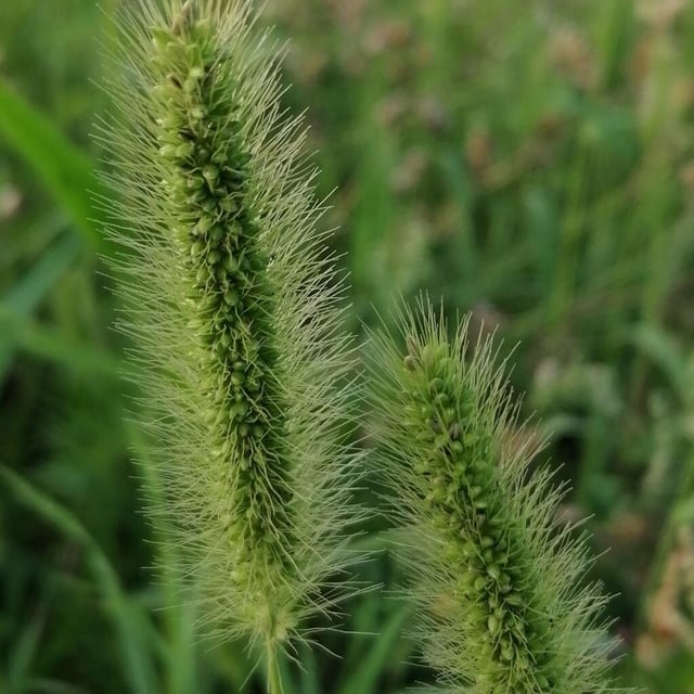 Setaria faberi — flower