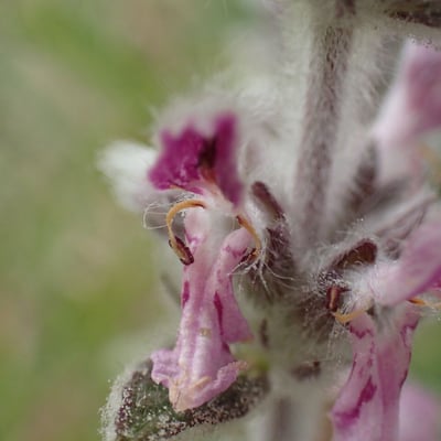 Stachys cretica — flower