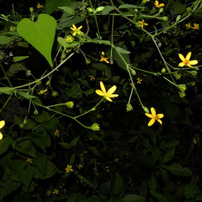 Milleria quinqueflora — flower