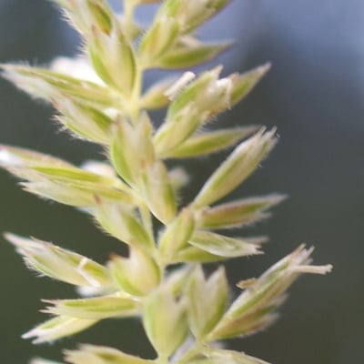 Koeleria macrantha — flower