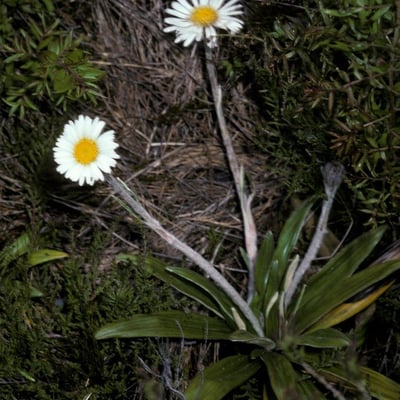 Celmisia spectabilis — habit