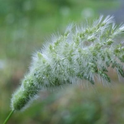 Polypogon monspeliensis — flower