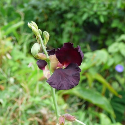 Macroptilium atropurpureum — flower