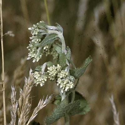 Eupatorium rotundifolium — flower
