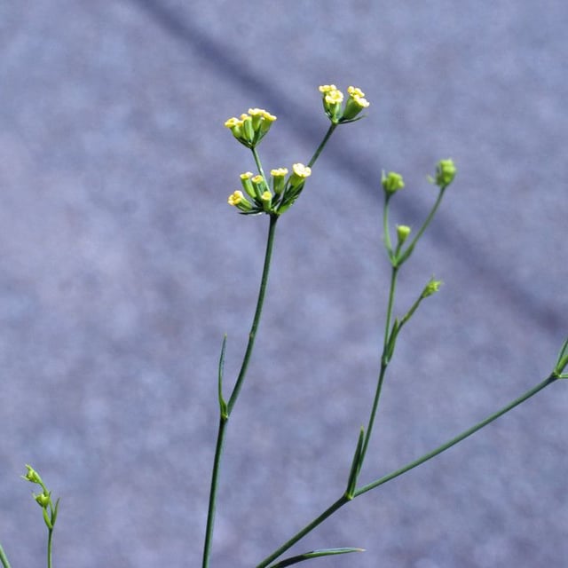 Bupleurum praealtum — flower