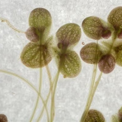 Lemna turionifera — leaf