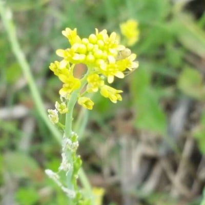 Myagrum perfoliatum — flower