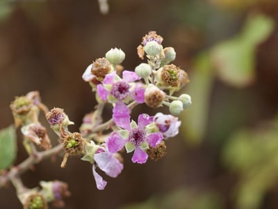Holy bramble