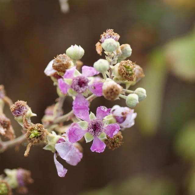Holy bramble