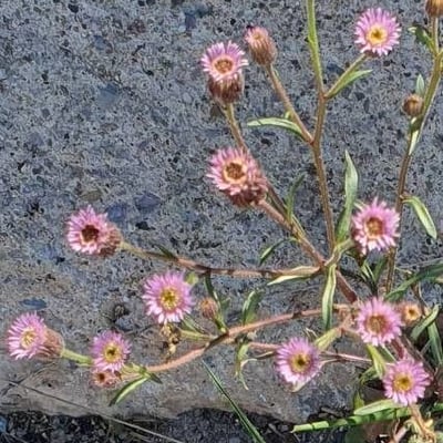 Erigeron acris — flower