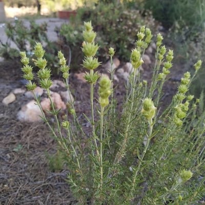 Sideritis tragoriganum — leaf