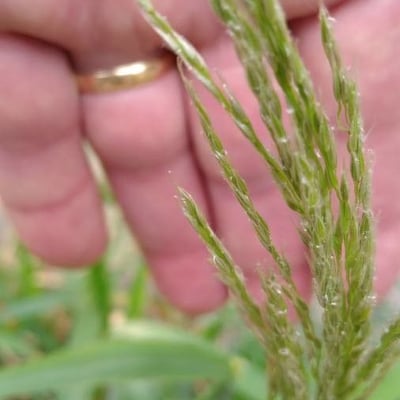 Piptatherum miliaceum — flower