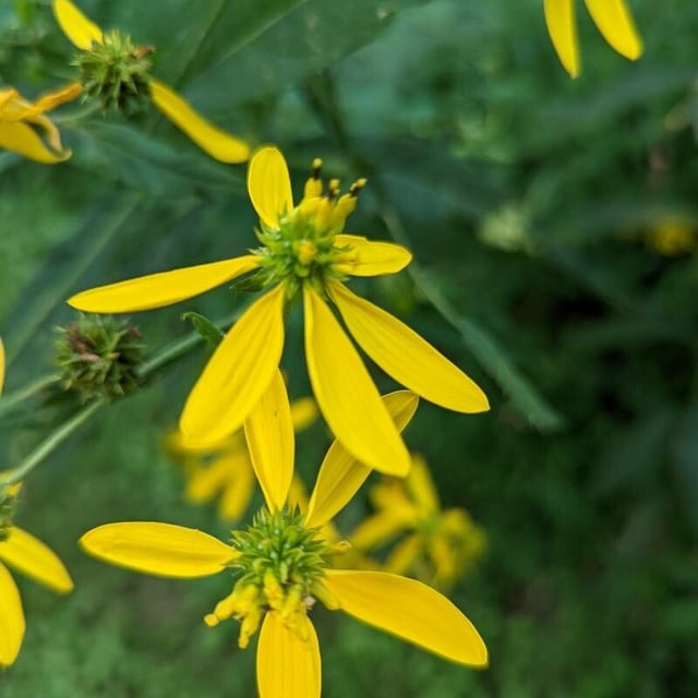 Verbesina alternifolia — flower
