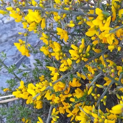 Genista scorpius — flower