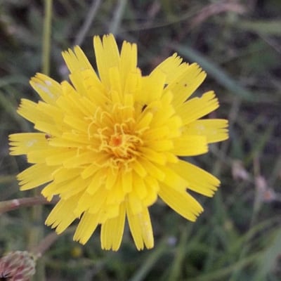 Sonchus tenerrimus — flower