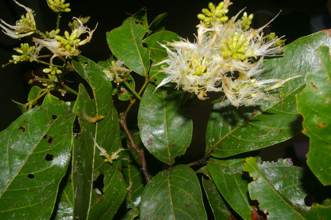 Inga punctata