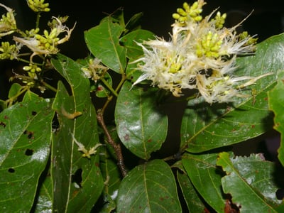 Inga punctata