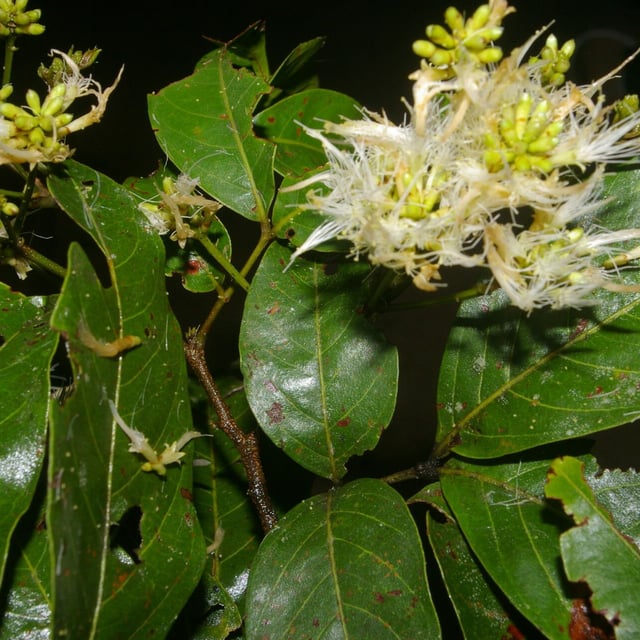 Inga punctata — flower