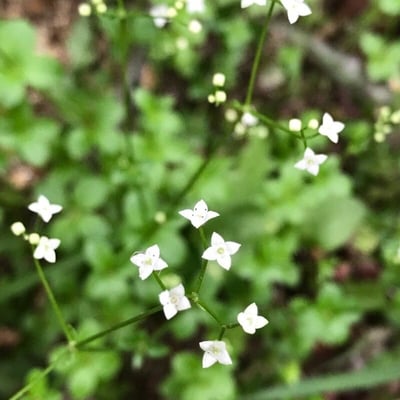 Galium rotundifolium — flower
