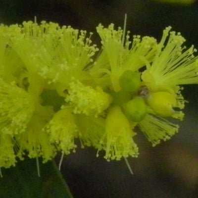 Acacia longifolia — flower