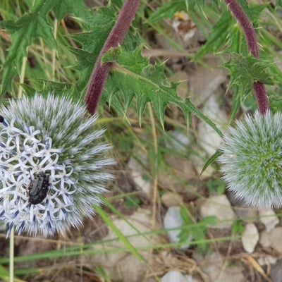 Echinops sphaerocephalus — flower