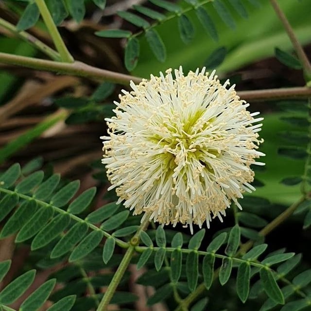 Leucaena leucocephala — flower