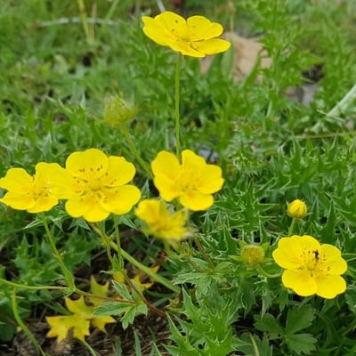 Potentilla aurea — flower