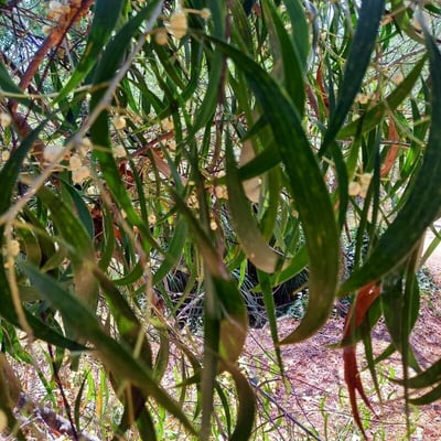 Acacia implexa — leaf