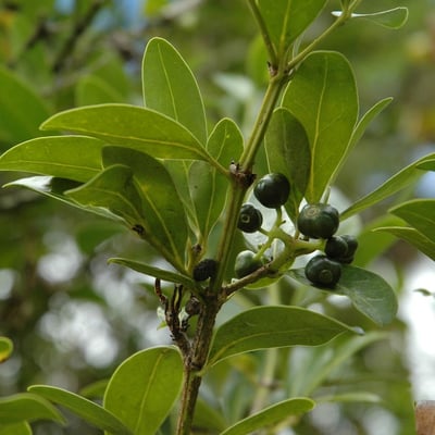 Psydrax odorata — leaf
