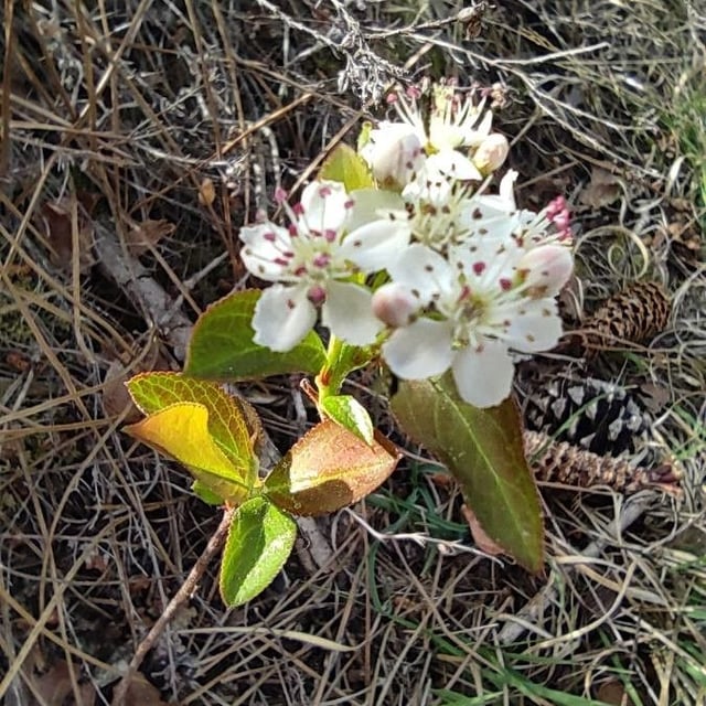 Aronia melanocarpa — flower