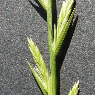 Lolium rigidum — flower