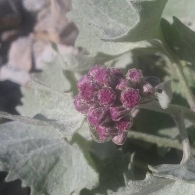 Adenostyles leucophylla — flower