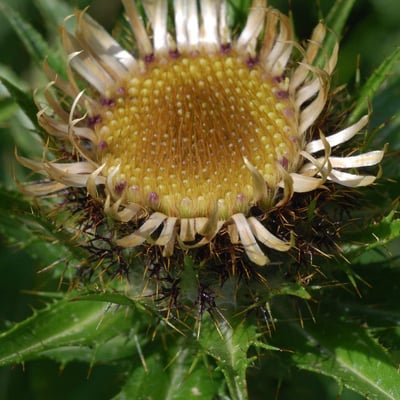 Carlina biebersteinii — flower